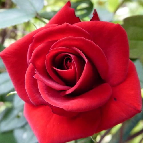 Rozen bestellen en bezorgen - klimroos - rood - Rosa Love Knot - zacht geurende roos - Christopher H. Warner - -